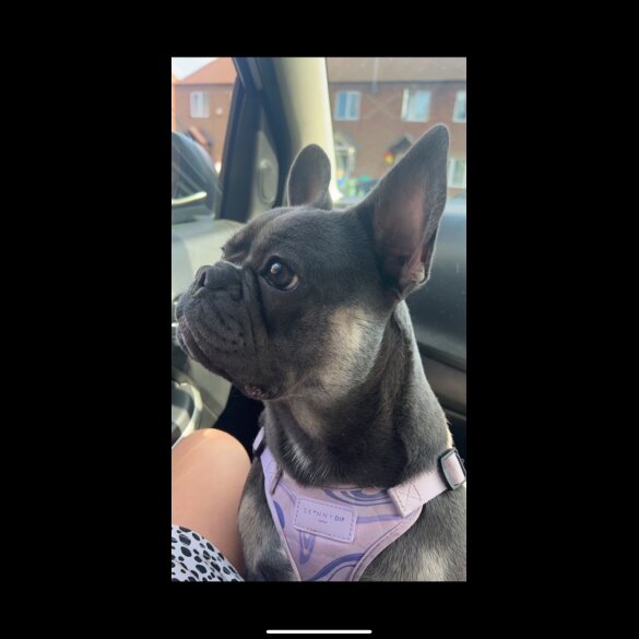 French Bulldog - Dogs