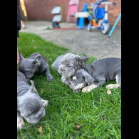 French Bulldog - Both