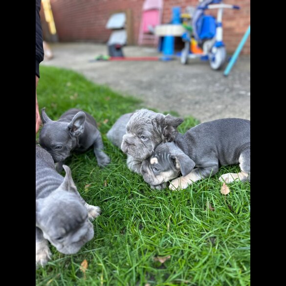 French Bulldog - Both