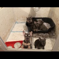 French Bulldog - Both