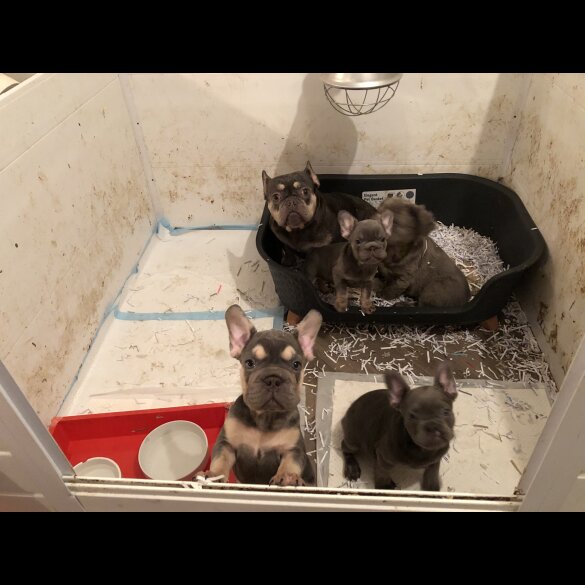 French Bulldog - Both