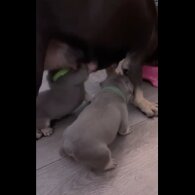 French Bulldog - Dogs