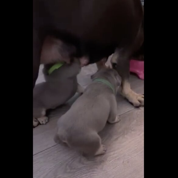 French Bulldog - Dogs