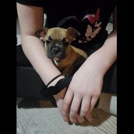 French Bulldog - Both