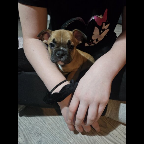 French Bulldog - Both
