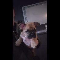 French Bulldog - Both
