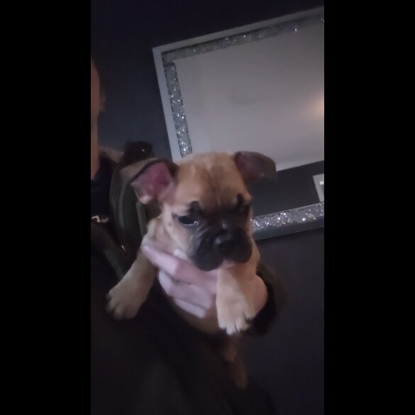 French Bulldog - Both