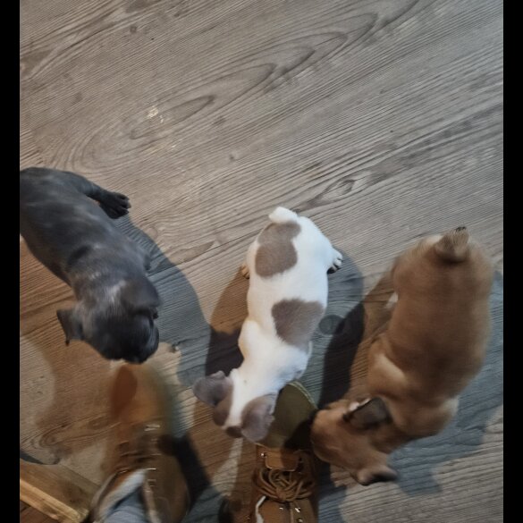 French Bulldog - Both