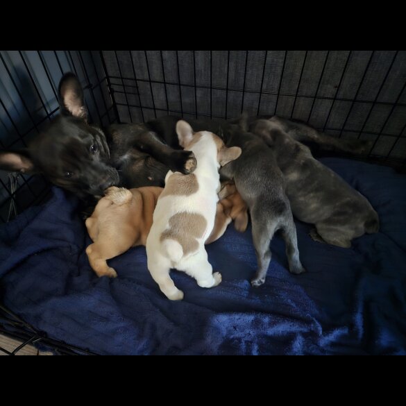 French Bulldog - Both