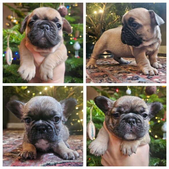 French Bulldog - Both
