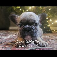 French Bulldog - Both
