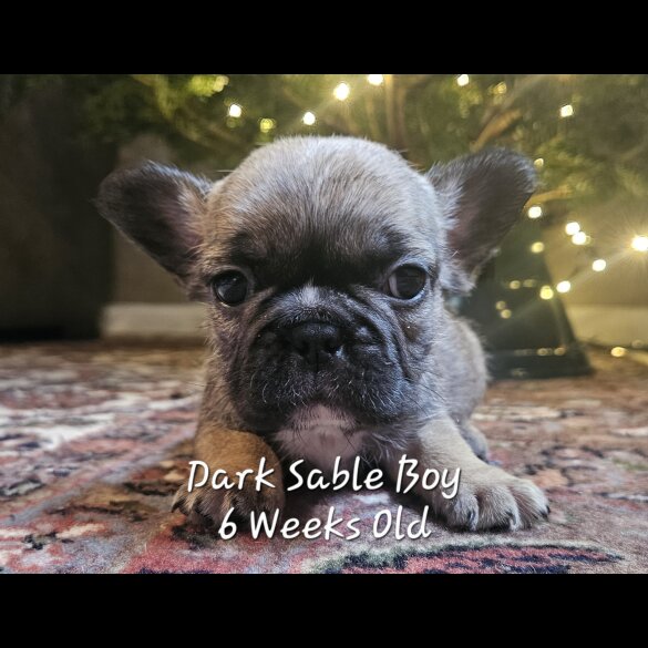 French Bulldog - Both