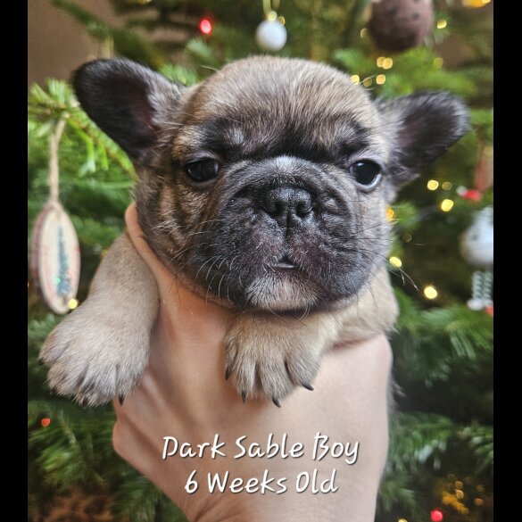 French Bulldog - Both