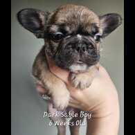 French Bulldog - Both