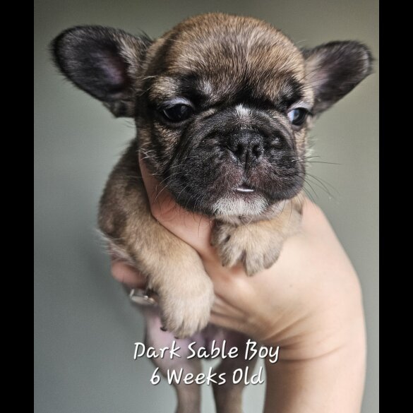 French Bulldog - Both