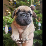 French Bulldog - Both