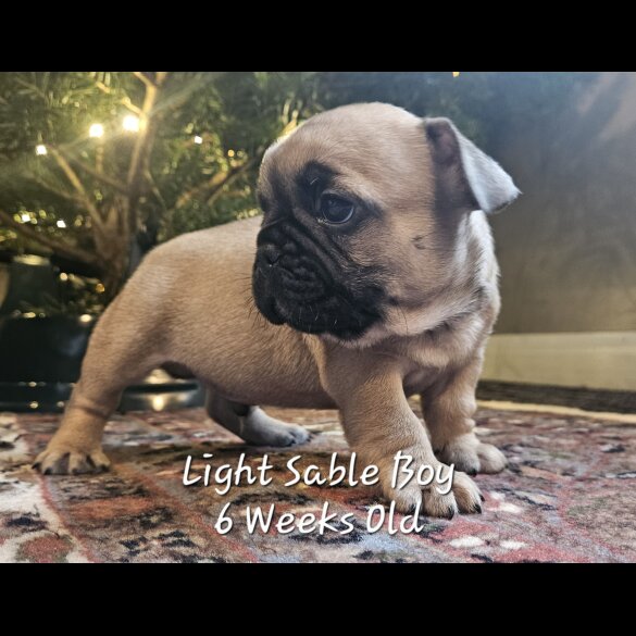 French Bulldog - Both