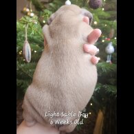 French Bulldog - Both
