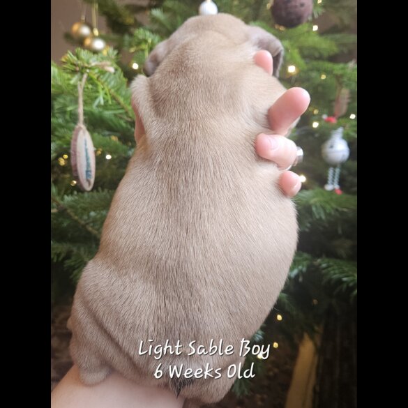 French Bulldog - Both