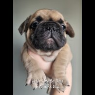 French Bulldog - Both