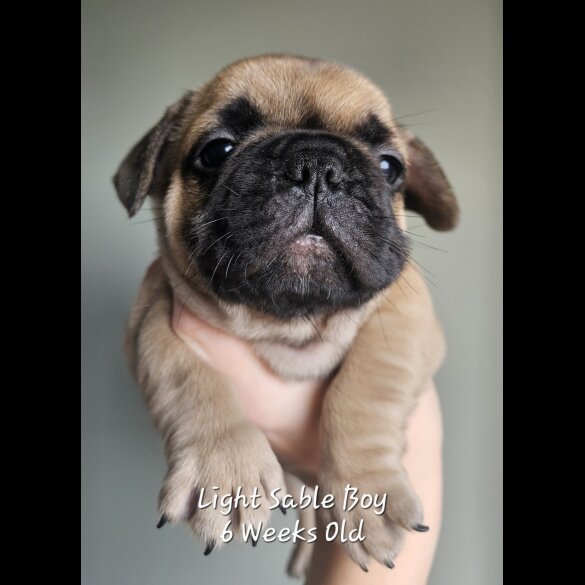 French Bulldog - Both