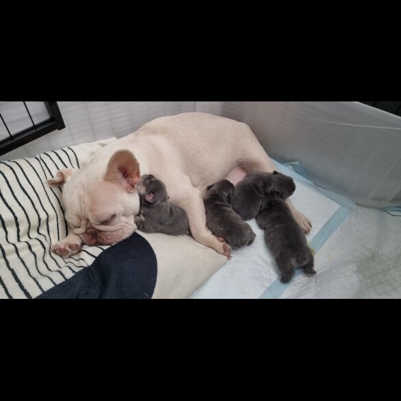 French Bulldog - Both
