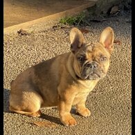 French Bulldog - Bitches