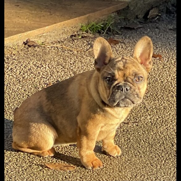 French Bulldog - Bitches