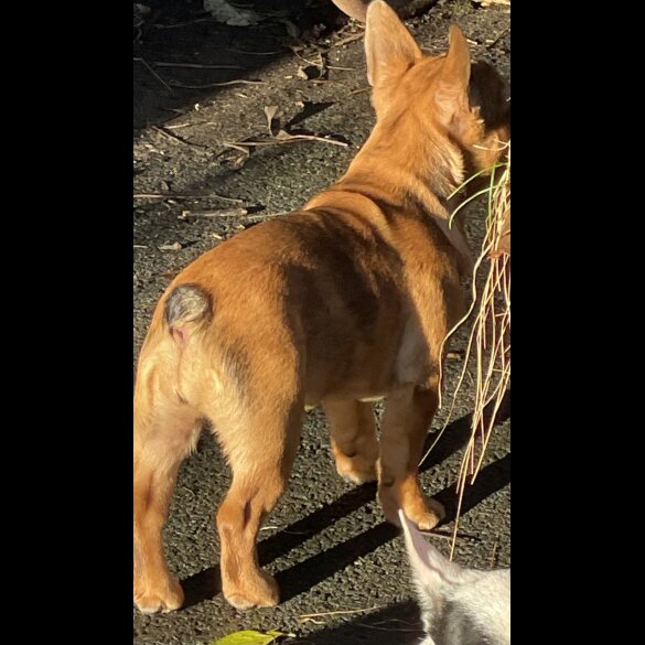French Bulldog - Bitches