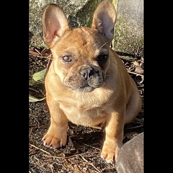 French Bulldog - Bitches
