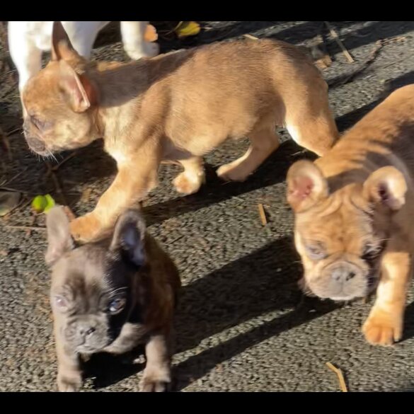 French Bulldog - Bitches