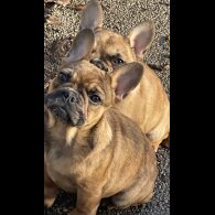 French Bulldog - Bitches