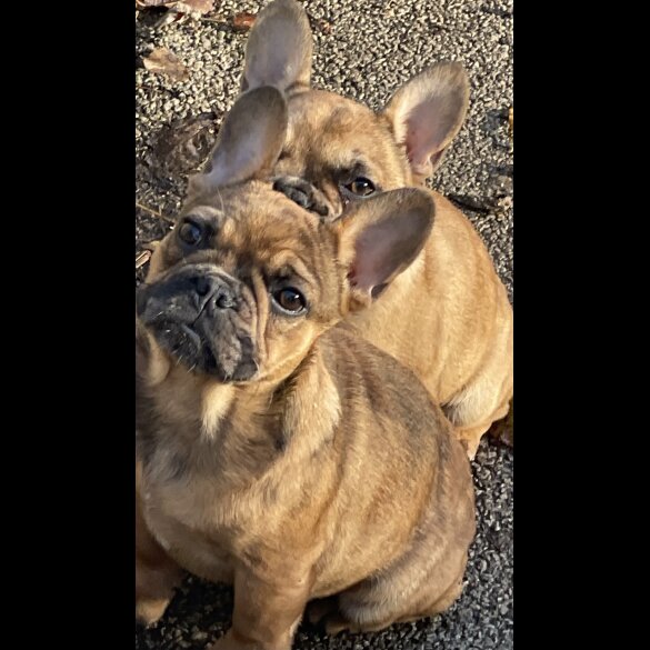 French Bulldog - Bitches