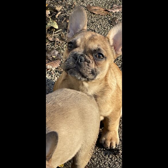 French Bulldog - Bitches