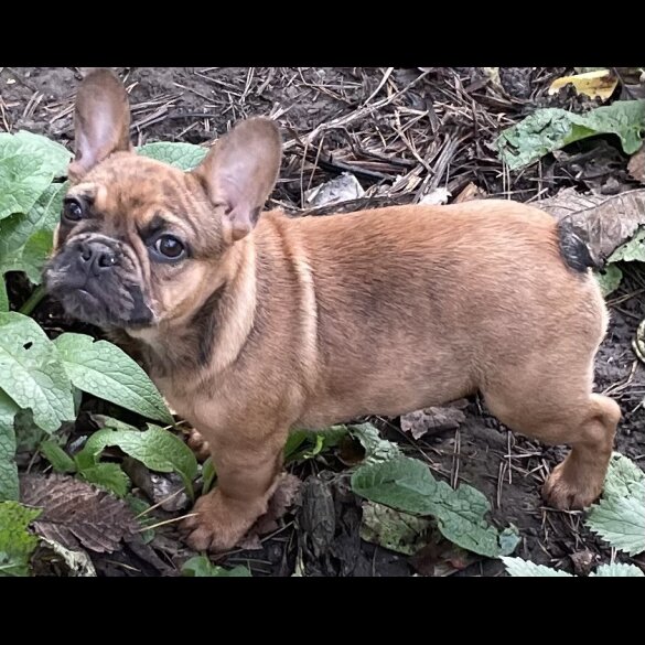 French Bulldog - Bitches