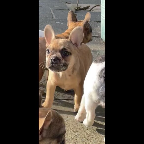 French Bulldog - Bitches