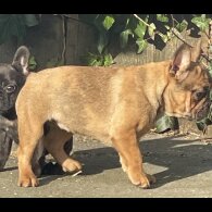 French Bulldog - Bitches