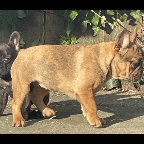 French Bulldog - Bitches
