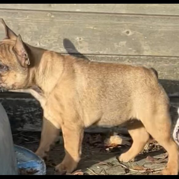 French Bulldog - Bitches