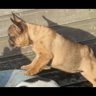 French Bulldog - Bitches