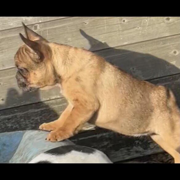 French Bulldog - Bitches