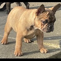 French Bulldog - Bitches