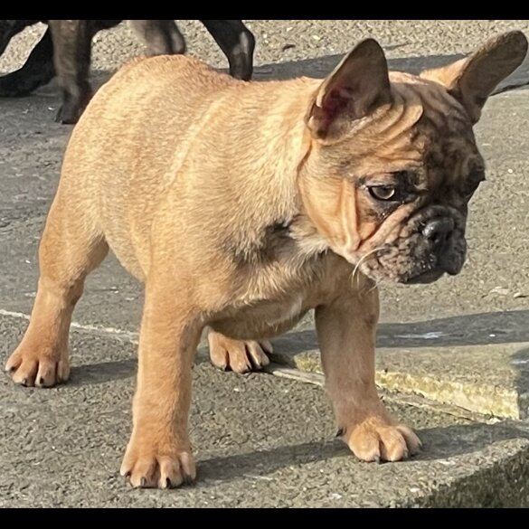 French Bulldog - Bitches