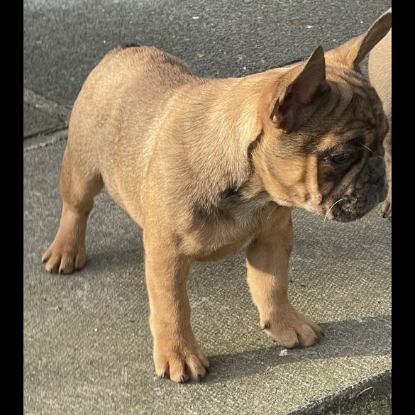 French Bulldog - Bitches