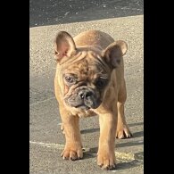 French Bulldog - Bitches