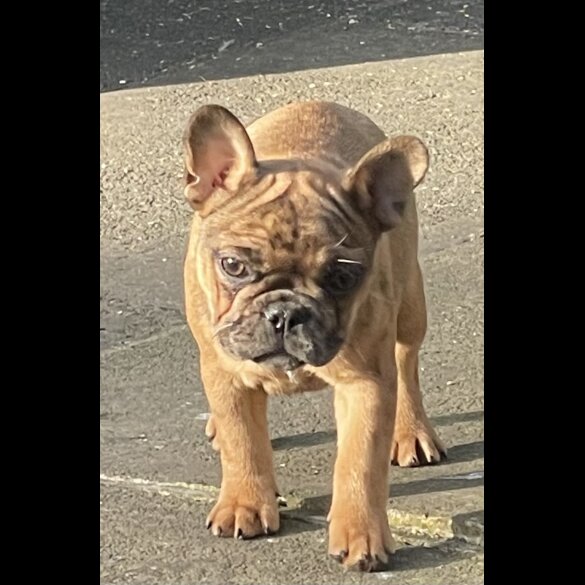 French Bulldog - Bitches
