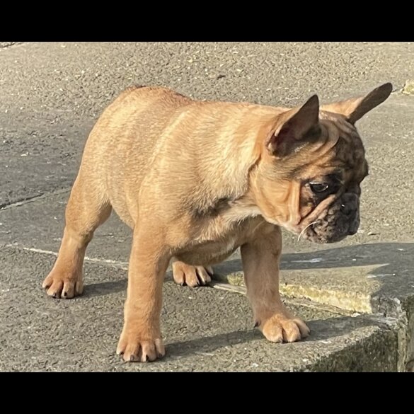 French Bulldog - Bitches