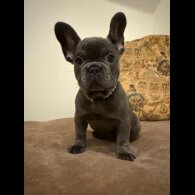 French Bulldog - Both
