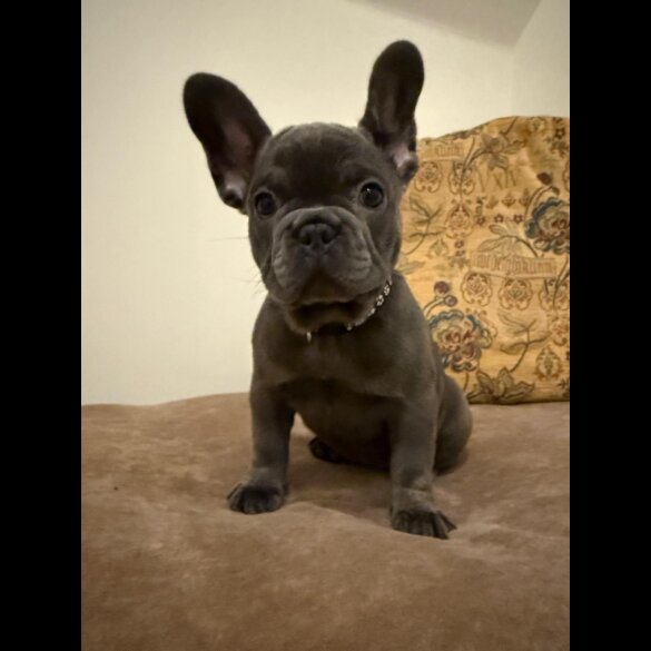 French Bulldog - Both