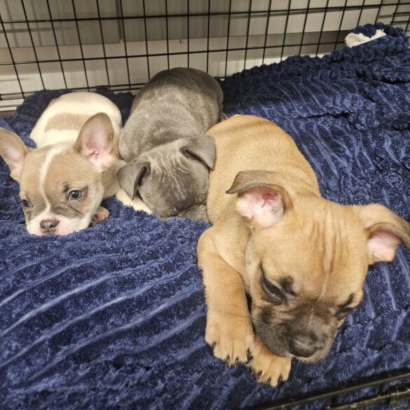 French Bulldog - Both